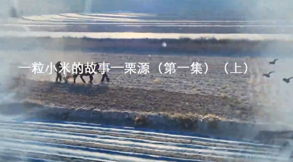 粟说-一粒小米的故事