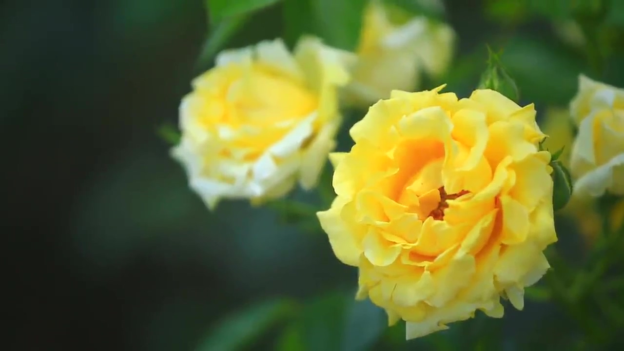 问花中国
