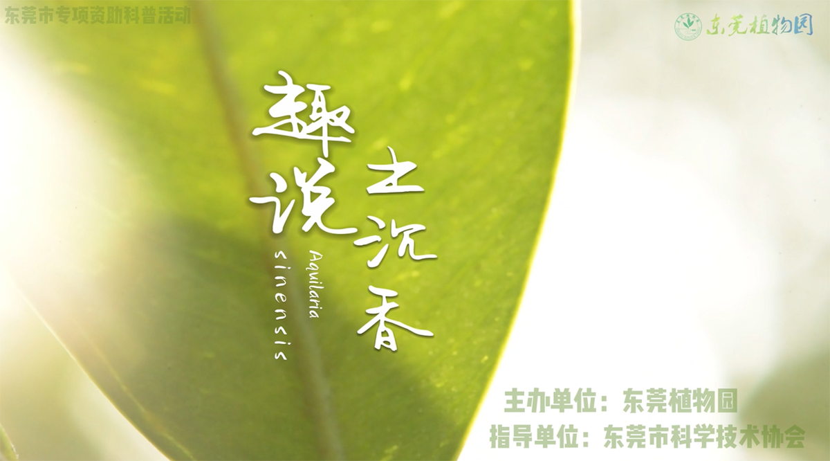 趣说土沉香